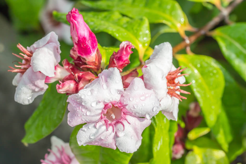 Strophanthin