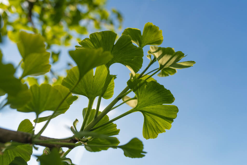 Ginkgo Baum