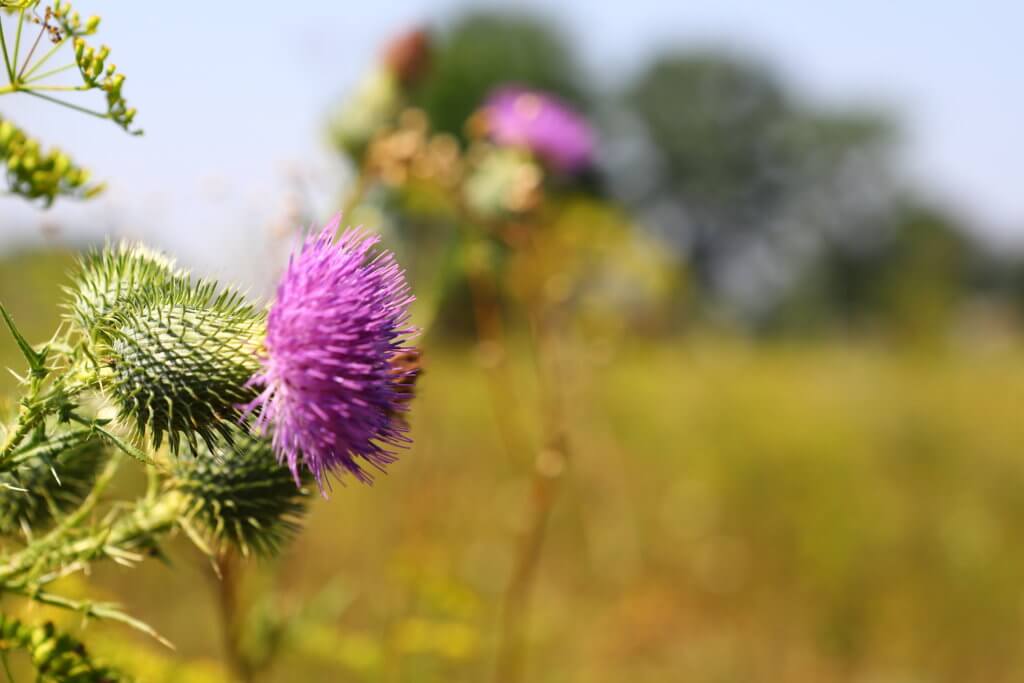 Mariendistel