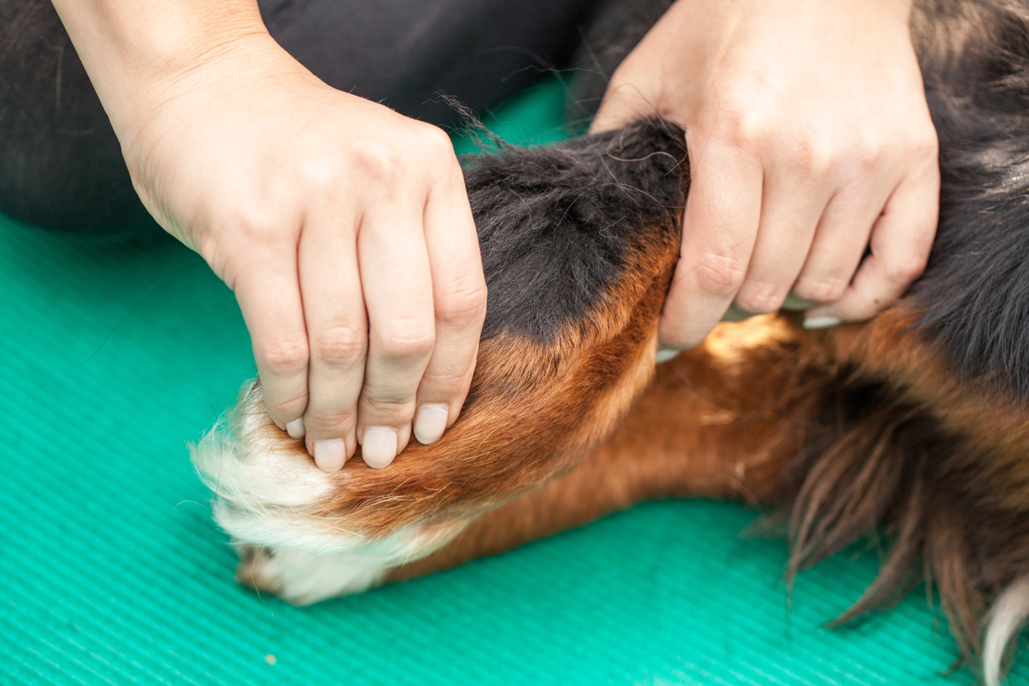 Arthrose beim Hund: wie Hyaluronsäure helfen kann - Lebensfreude aktuell