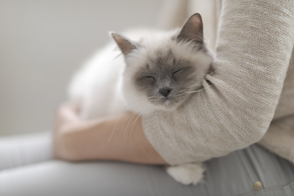 Arthrose Katze Homöopathie