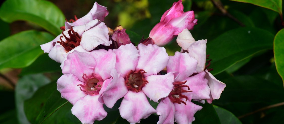 Strophanthin